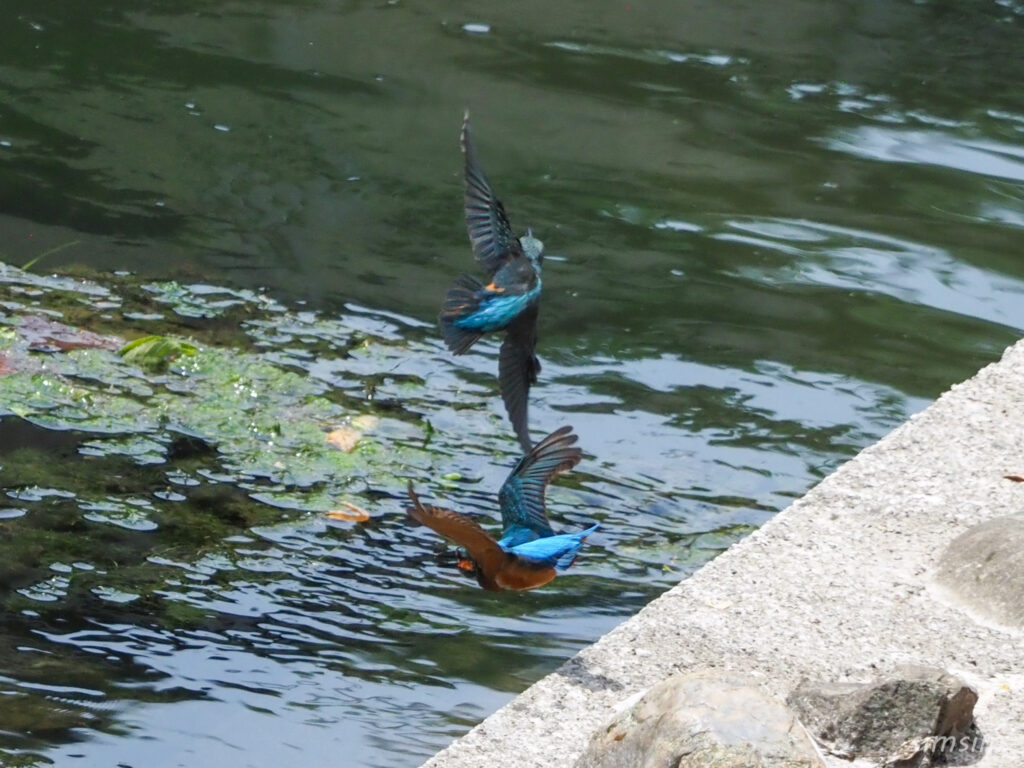 2羽のカワセミが接近して飛ぶ光景