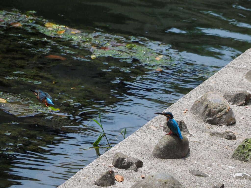 カワセミ