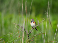 霧ヶ峰ホオアカ