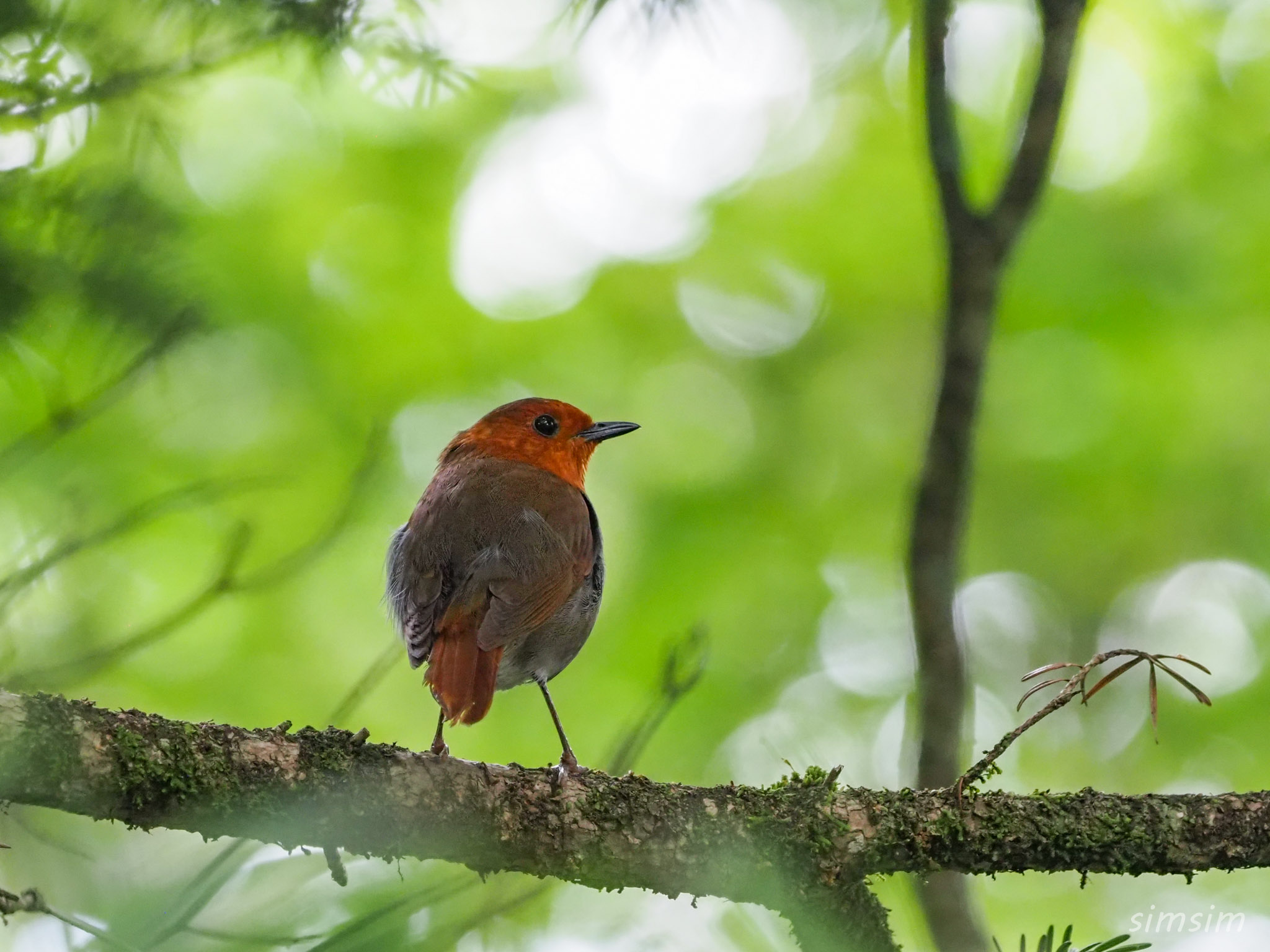 山梨登山コマドリ