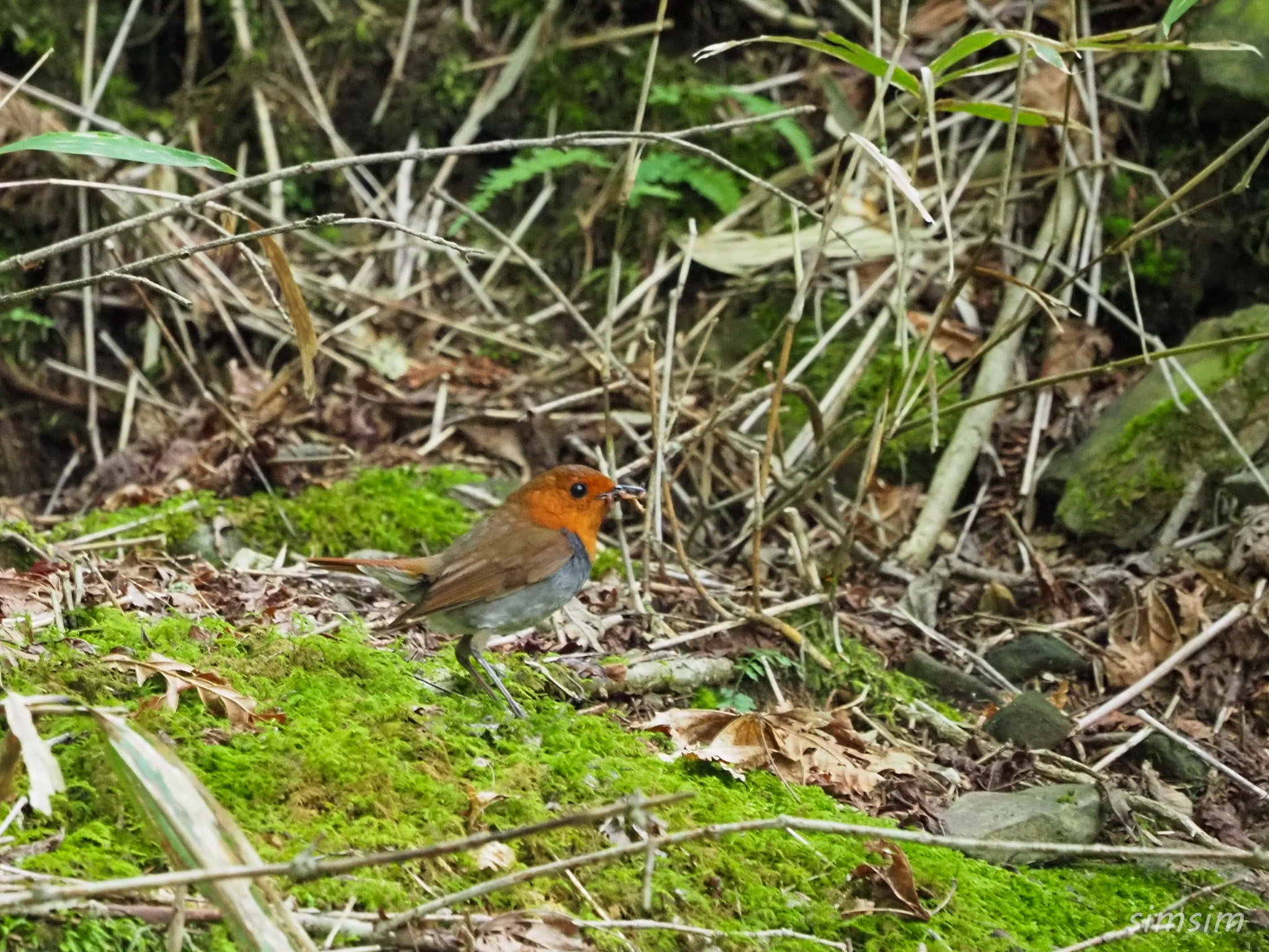 山梨登山コマドリ