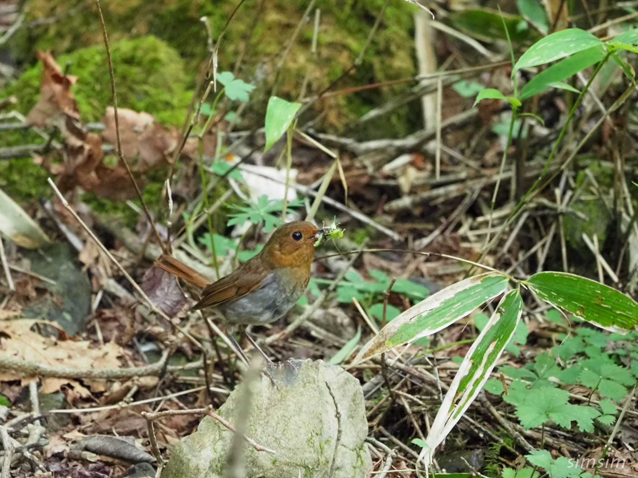 山梨登山コマドリ