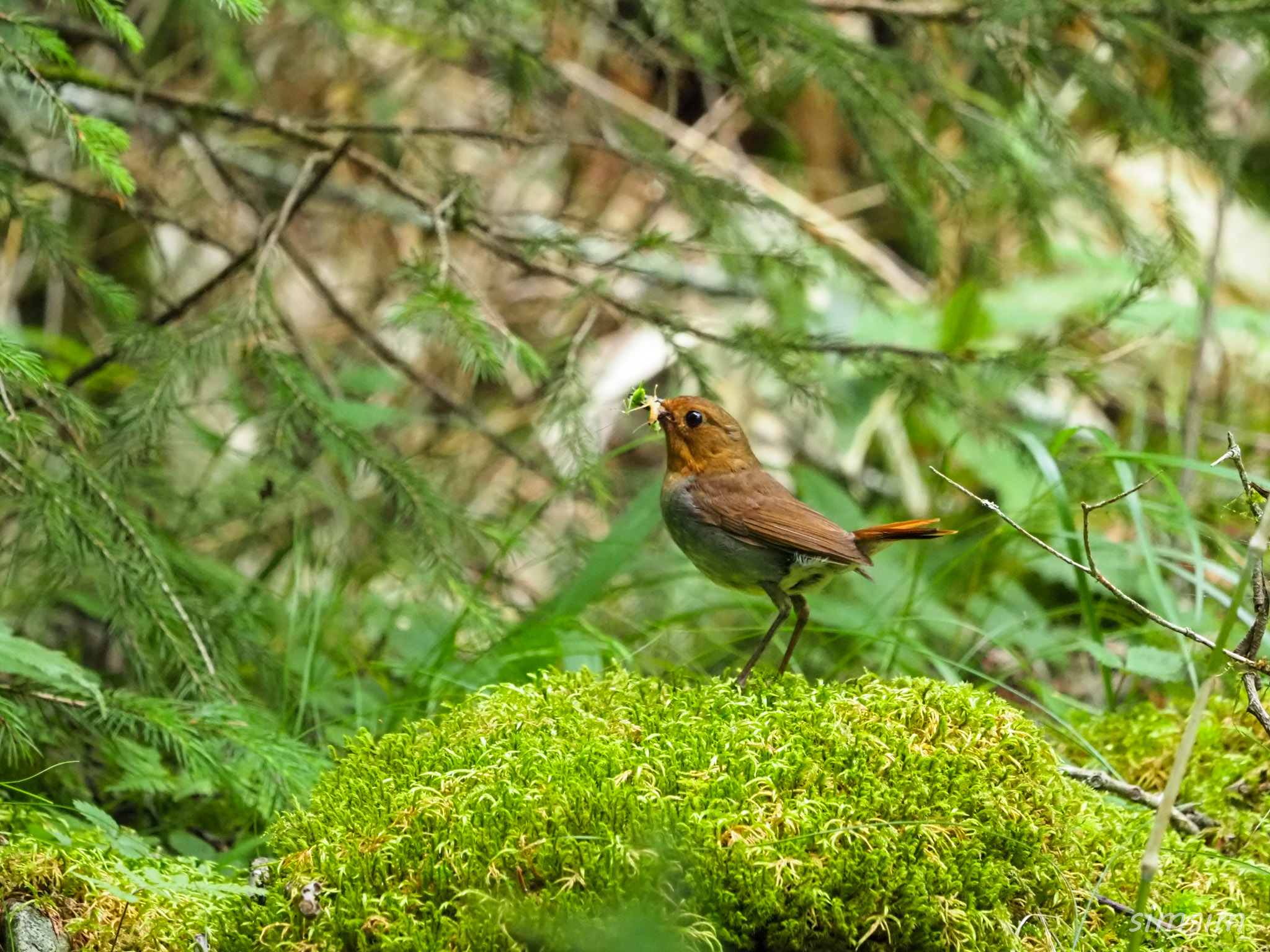 山梨登山コマドリ
