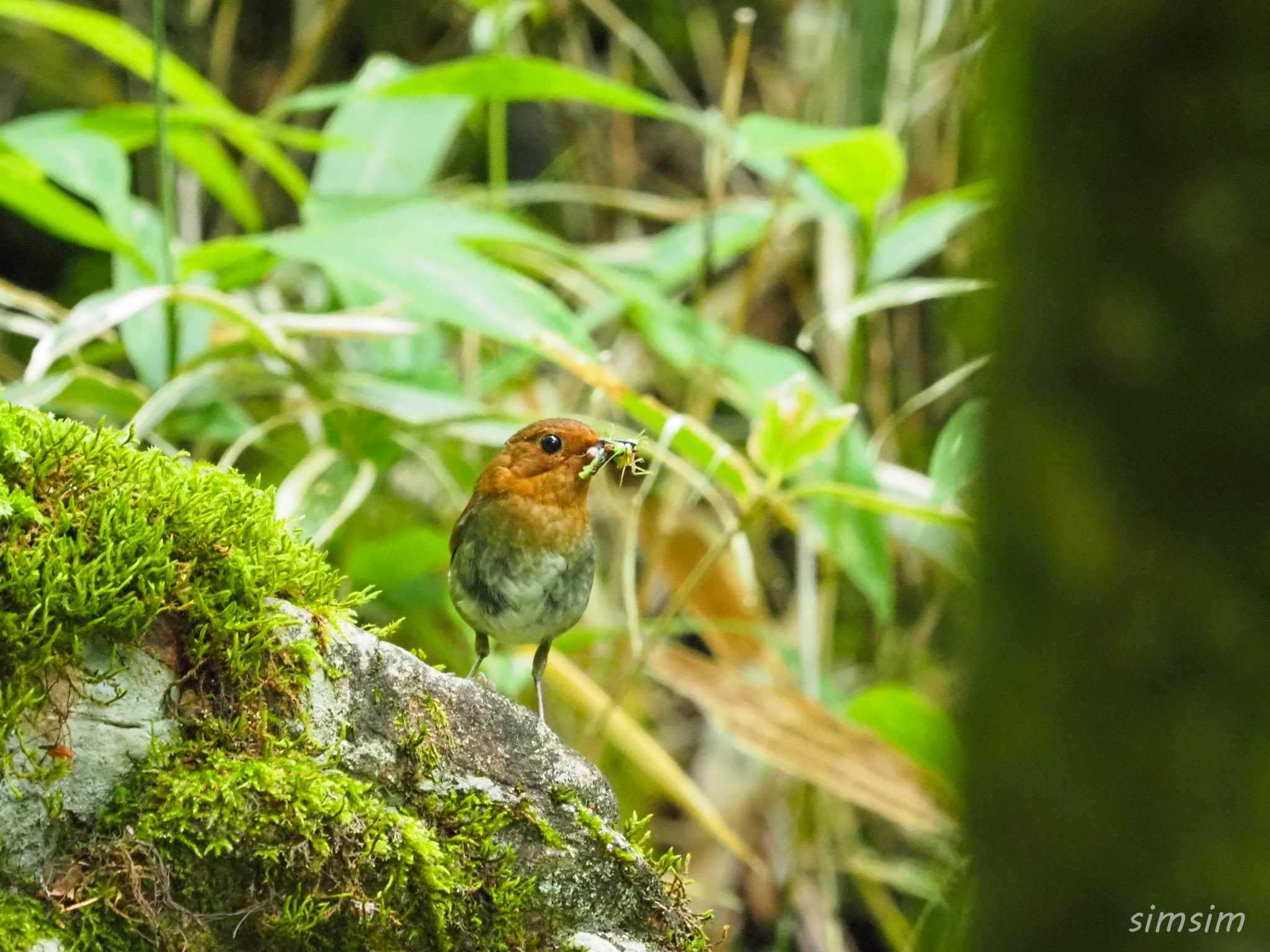 山梨登山コマドリ