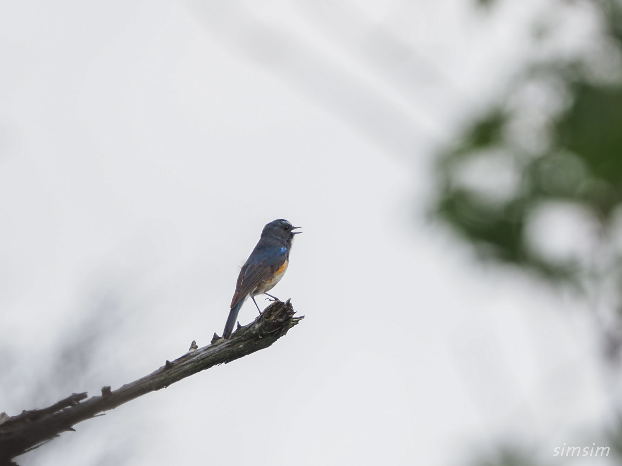 山梨登山ルリビタキ