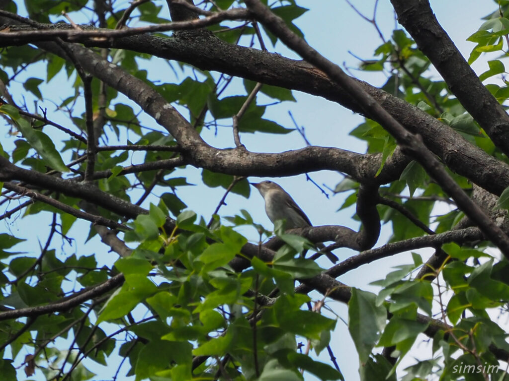 近くの公園コサメビタキ