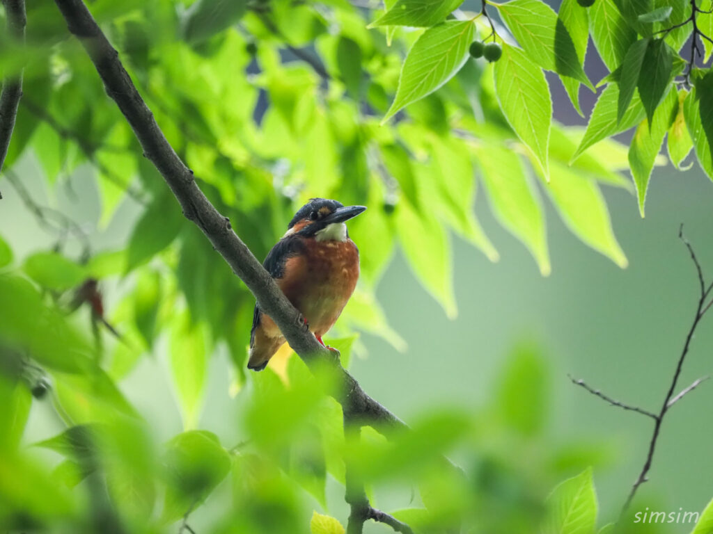 近くの公園カワセミ