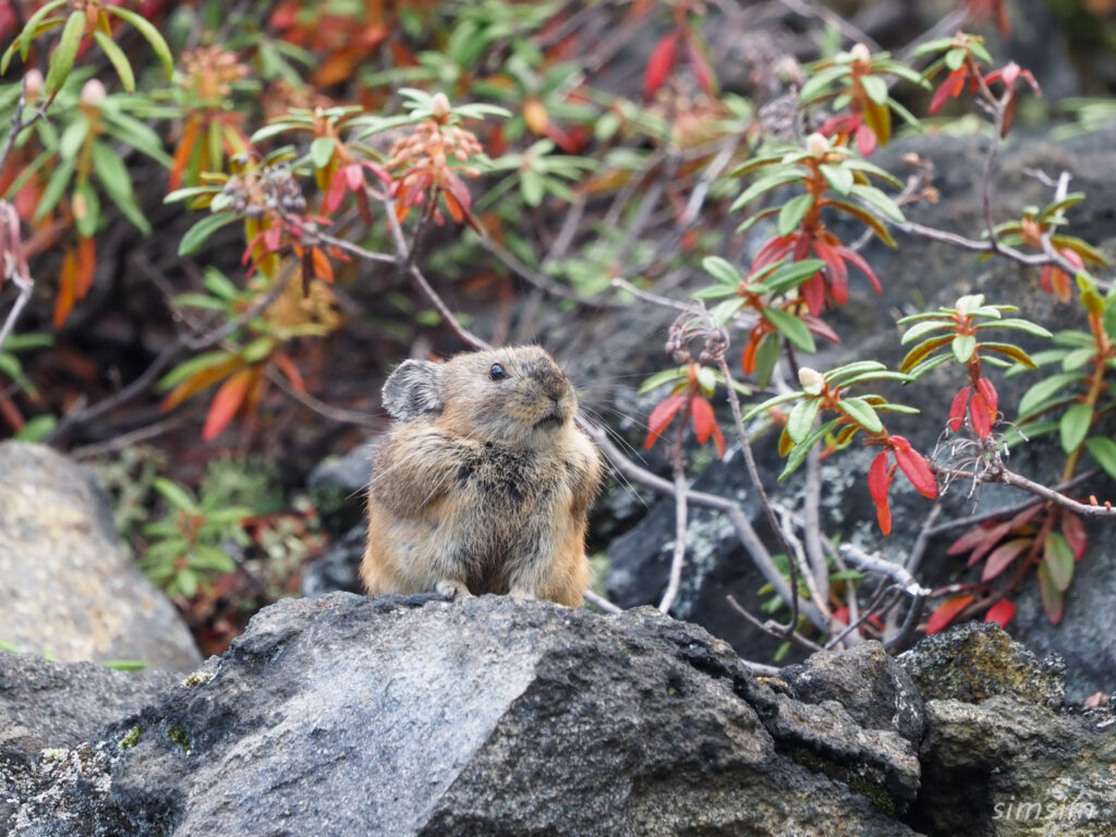 北海道大雪山系エゾナキウサギ