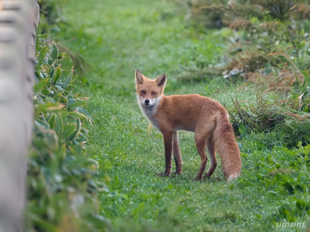 北海道野生のキタキツネ