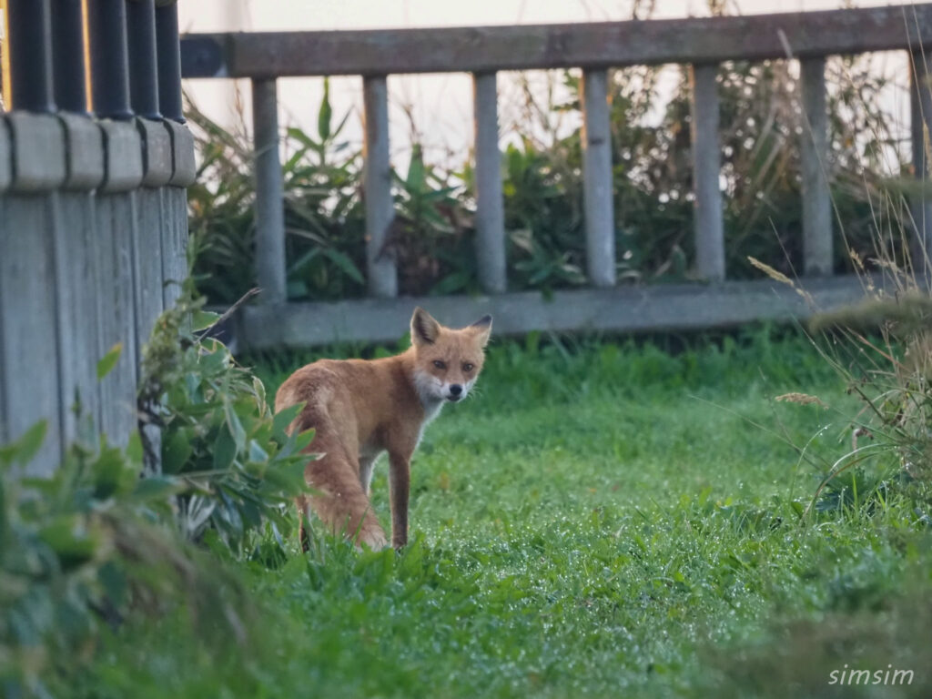 北海道野生のキタキツネ