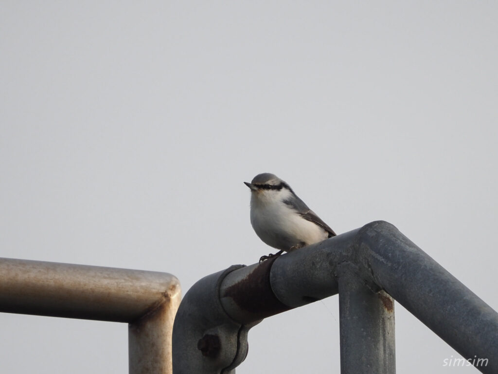 北海道シロハラゴジュウカラ