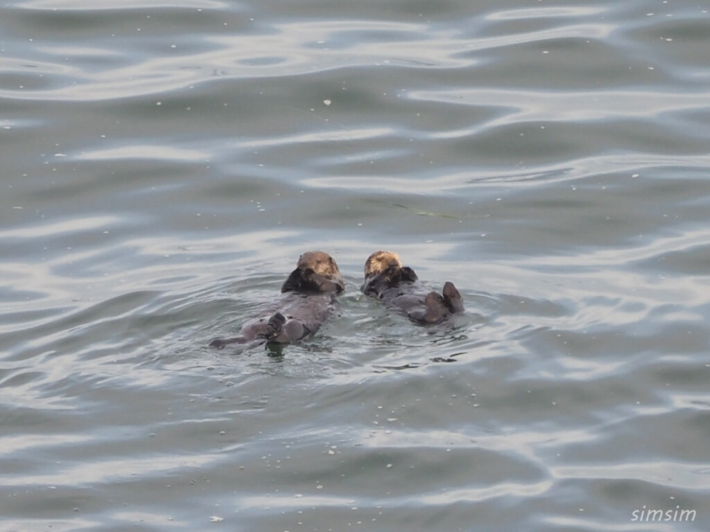 北海道野生のラッコ