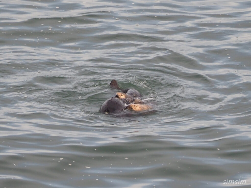北海道野生のラッコ