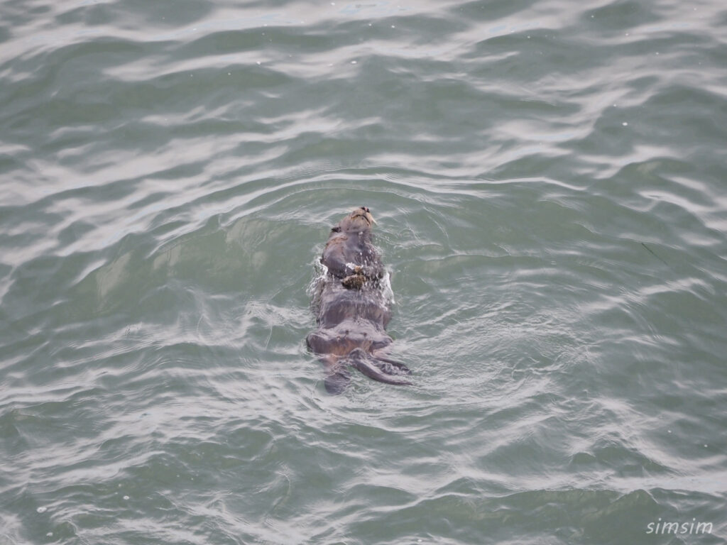 北海道野生のラッコ