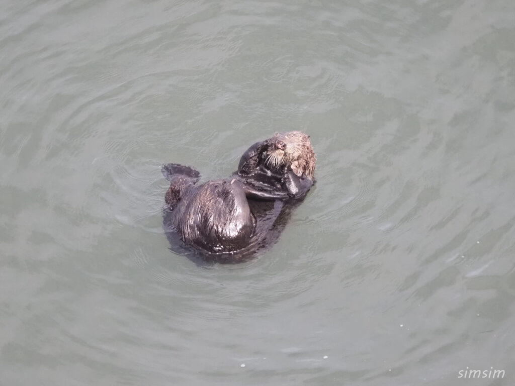 北海道野生のラッコ