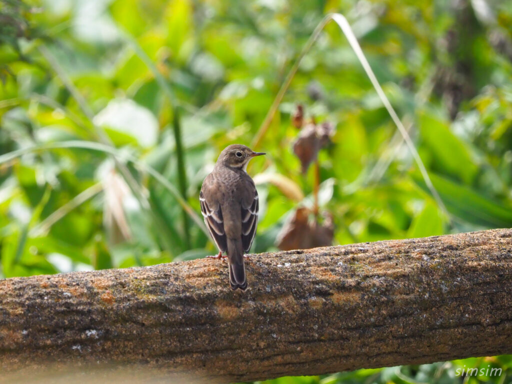 北海道タヒバリ