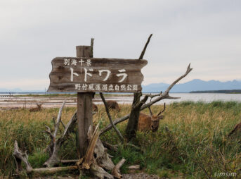 野付半島エゾシカ