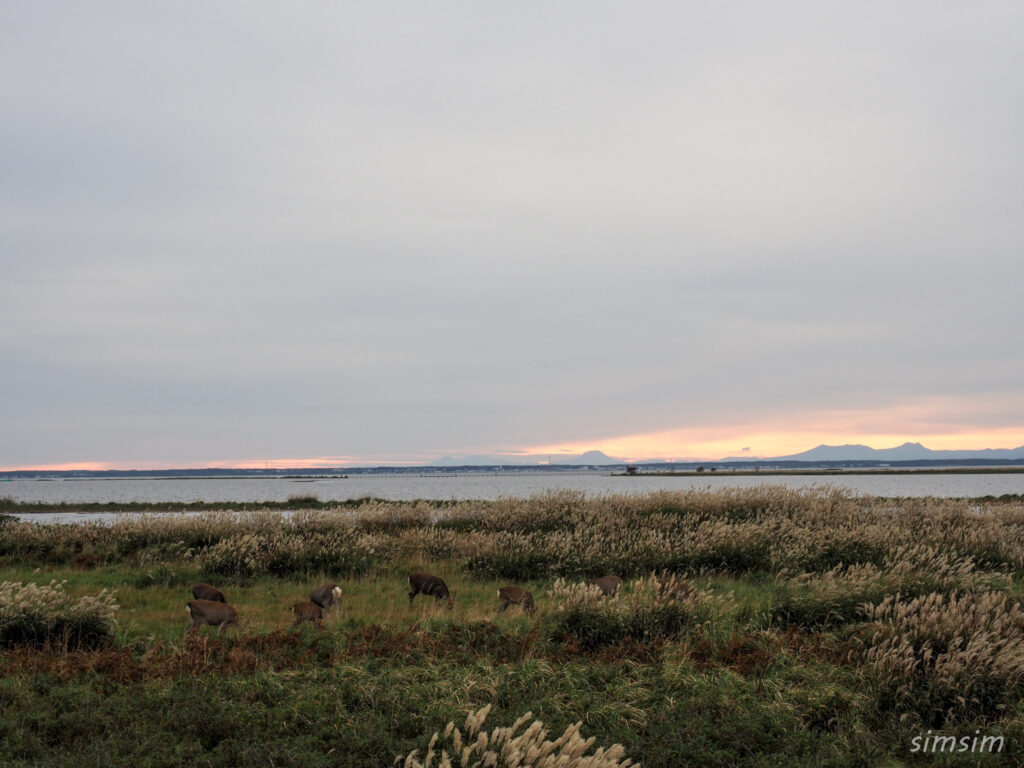 野付半島エゾシカ
