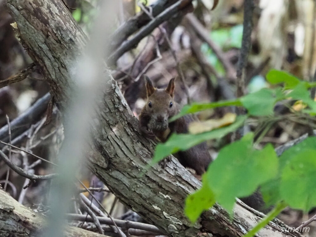 網走湖エゾリス