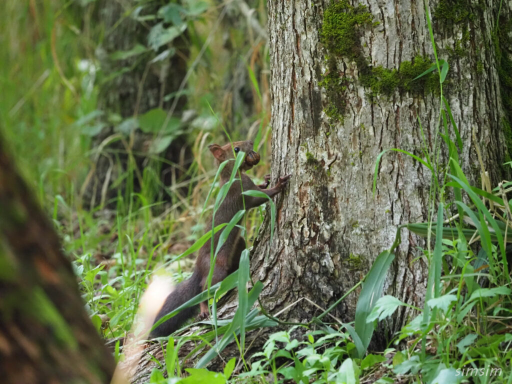 網走湖エゾリス