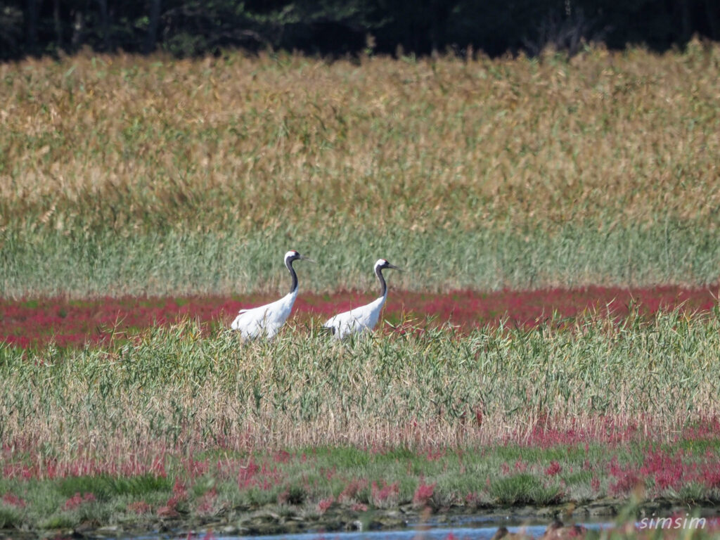 サロマ湖タンチョウ