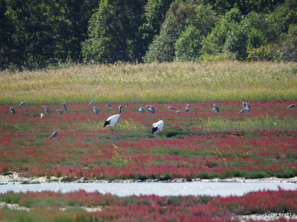サロマ湖タンチョウ