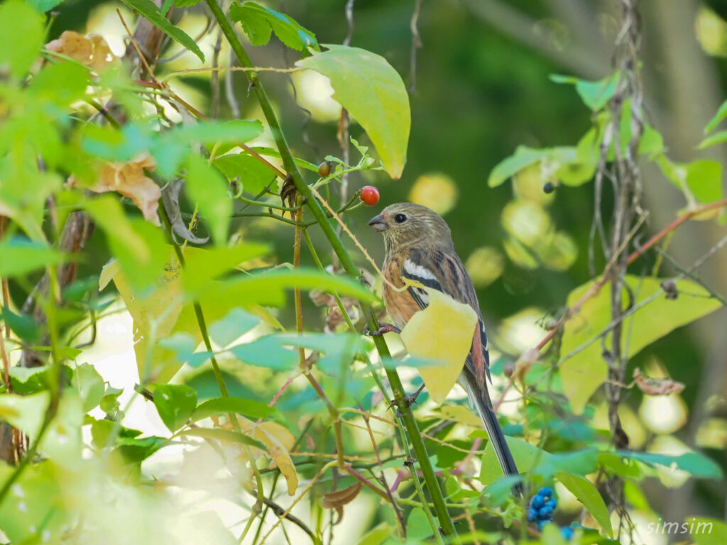 千葉の江戸川河川敷ベニマシコ