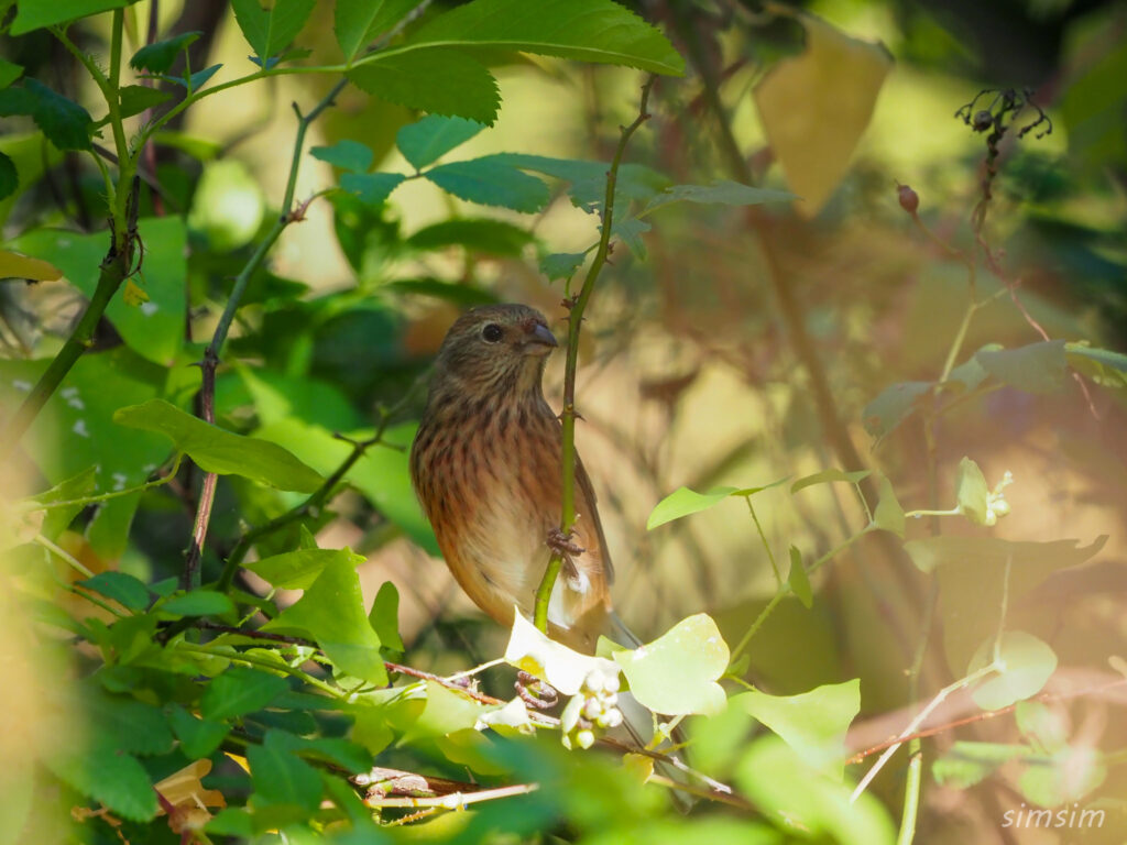 千葉の江戸川河川敷ベニマシコ