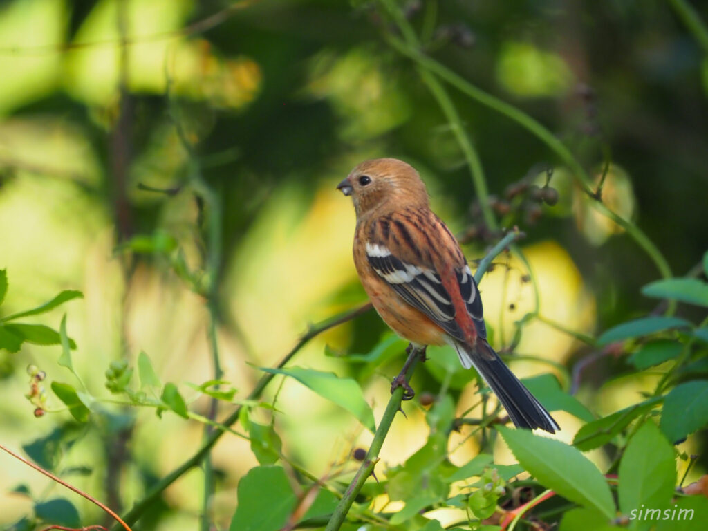 千葉の江戸川河川敷ベニマシコ