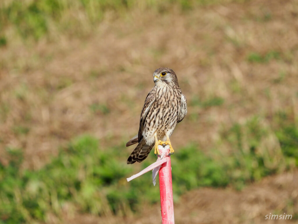 千葉の江戸川河川敷チョウゲンボウ