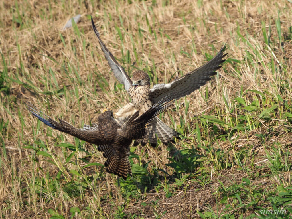 千葉の江戸川河川敷チョウゲンボウ