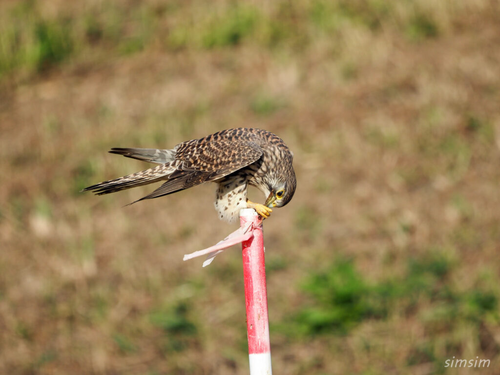 千葉の江戸川河川敷チョウゲンボウ