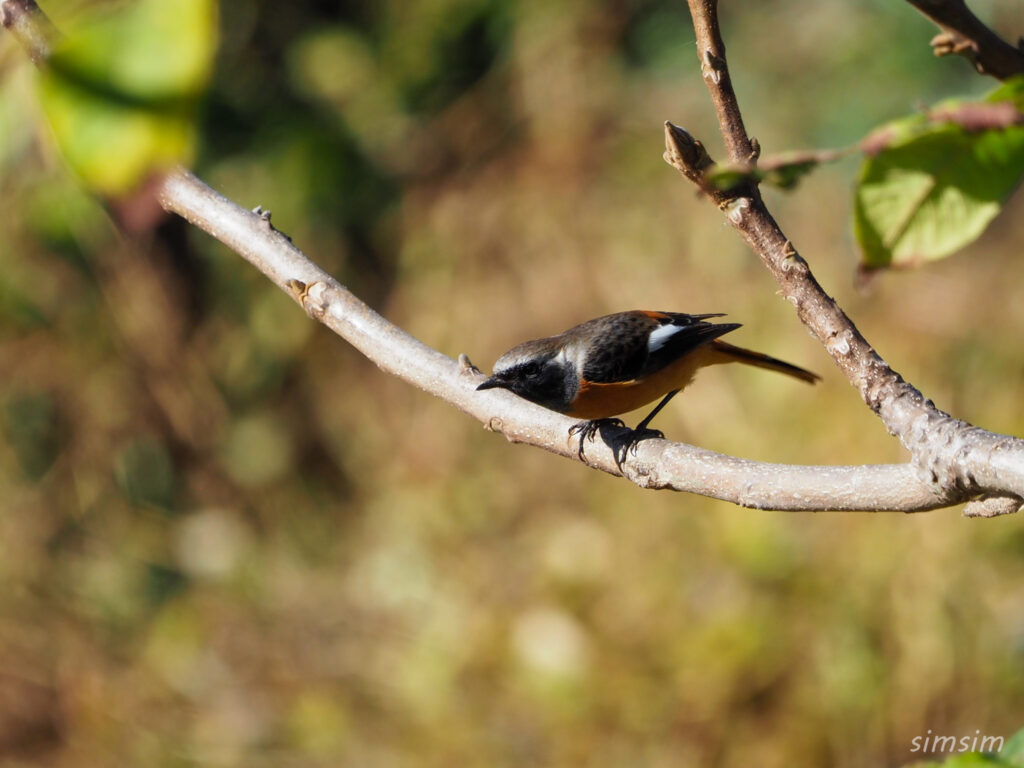 埼玉の公園ジョウビタキ