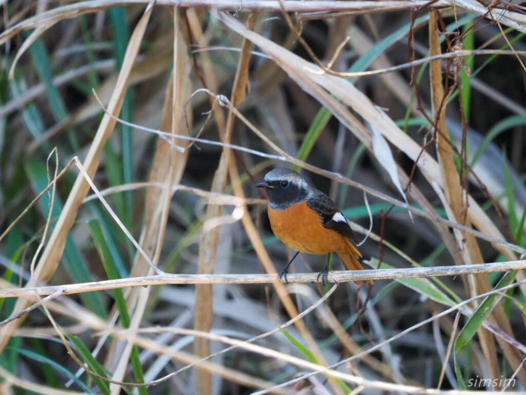 埼玉の公園ジョウビタキ