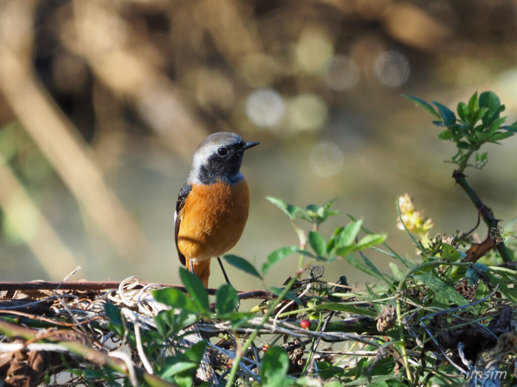 埼玉の公園ジョウビタキ