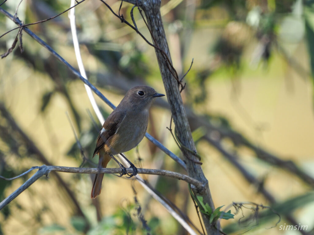 埼玉の公園ジョウビタキ