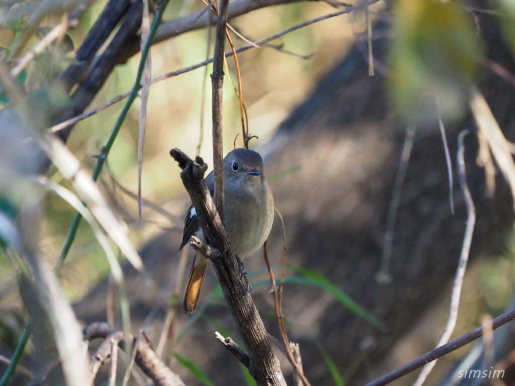 埼玉の公園ジョウビタキ