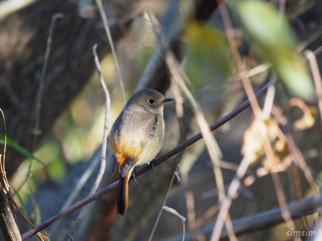 埼玉の公園ジョウビタキ