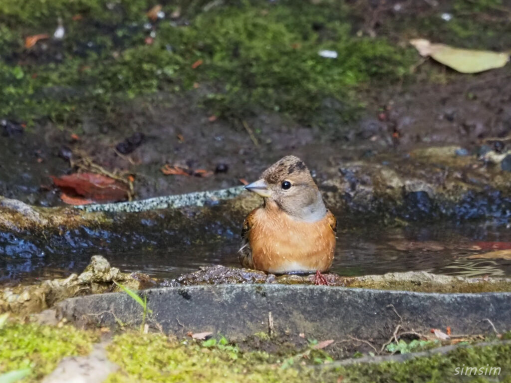 東京公園アトリ