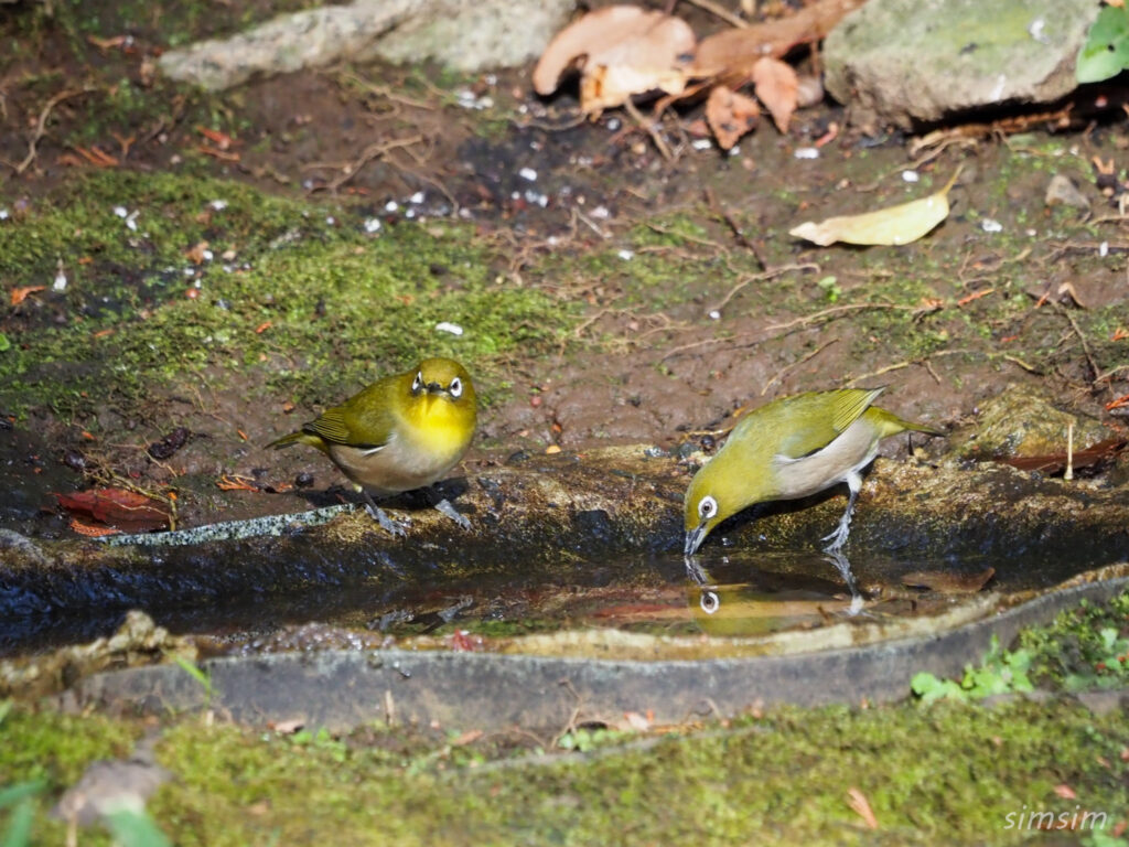 東京公園メジロ