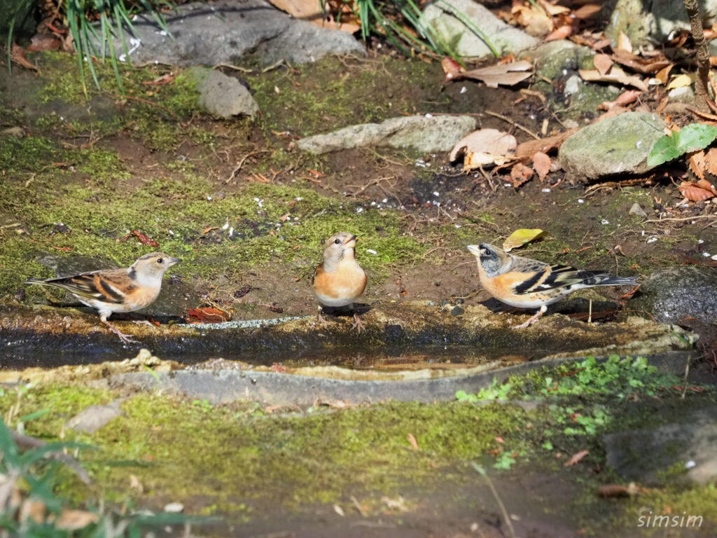 東京公園アトリ