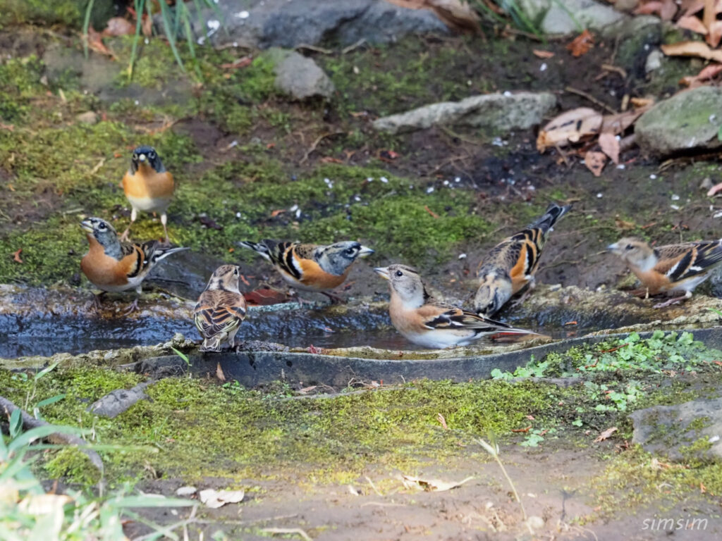 東京公園アトリ