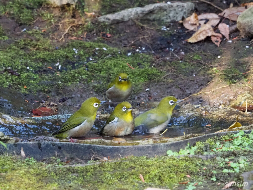 東京公園メジロ
