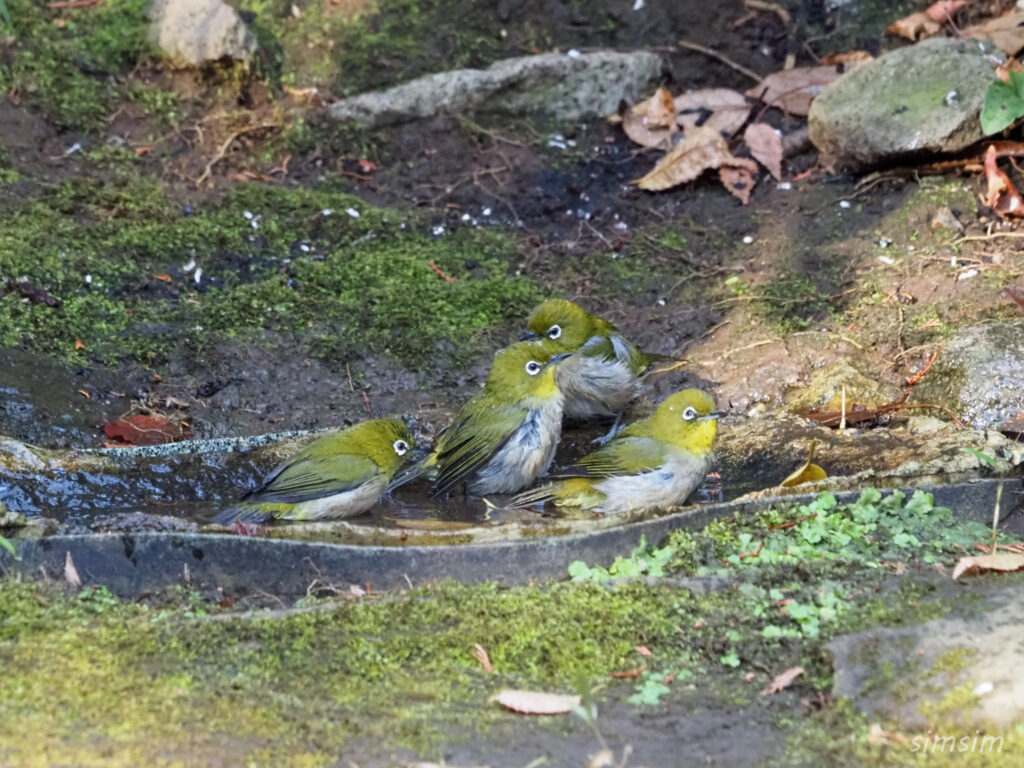 東京公園メジロ