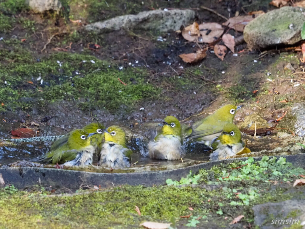 東京公園メジロ