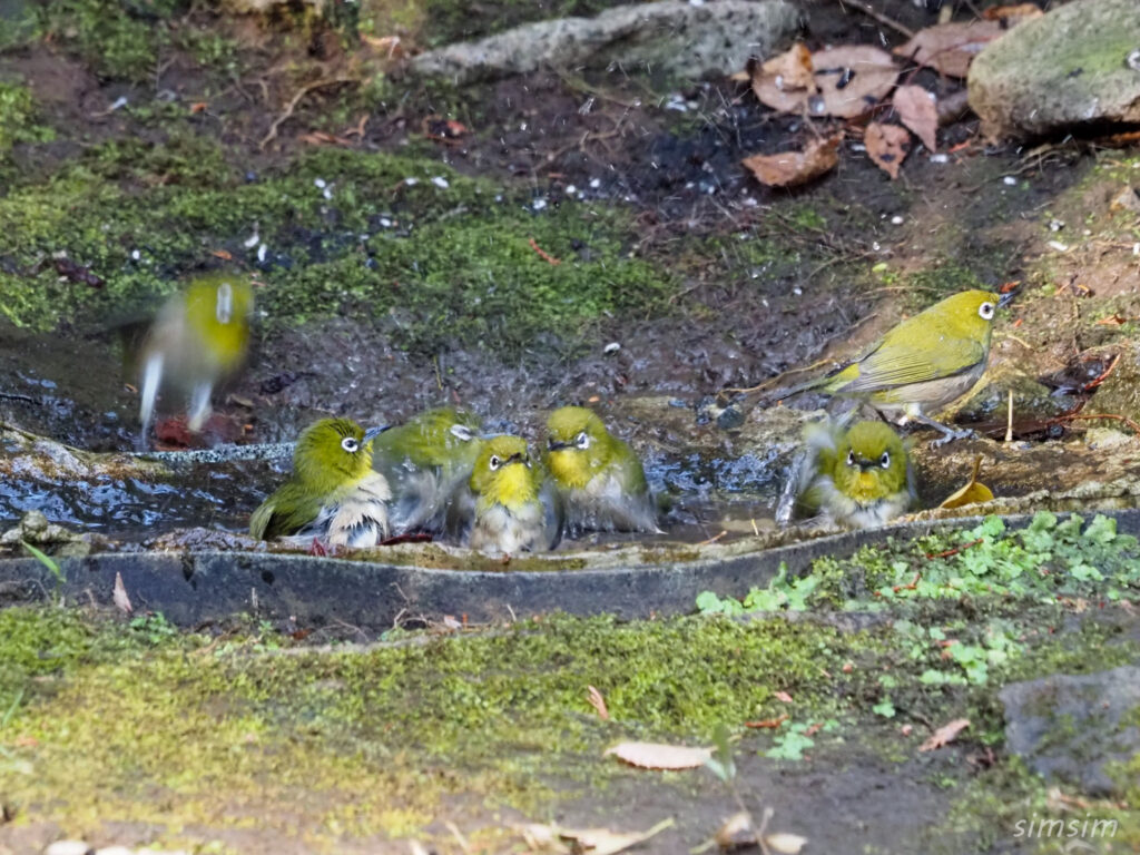 東京公園メジロ