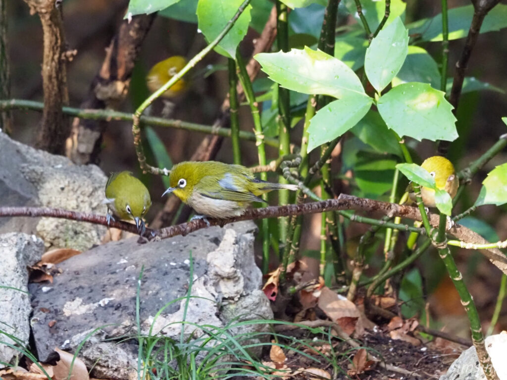 東京公園メジロ