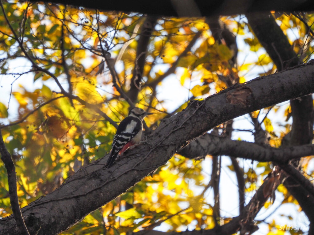 埼玉の公園アカゲラ