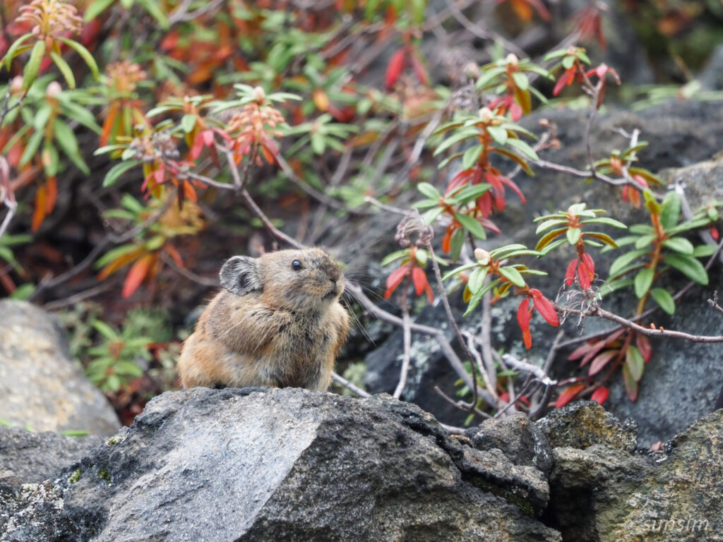 北海道大雪山系エゾナキウサギ
