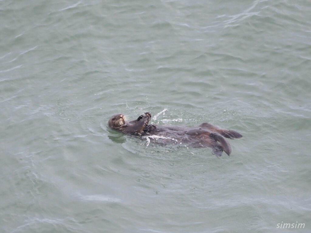 北海道野生のラッコ